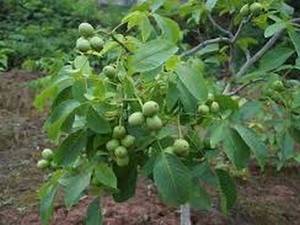 نحوه کاشت و خرید نهال ژنوتیپ