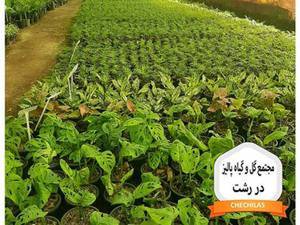 قیمت و خرید یوکا در سایز های مختلف در رشت