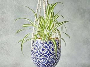 گل آپارتمانی گندمی Spider plant