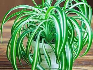 گل آپارتمانی گندمی Spider plant