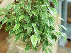 گیاه آپارتمانی فیکوس بنجامین Focus benjamina پاکساز هوا