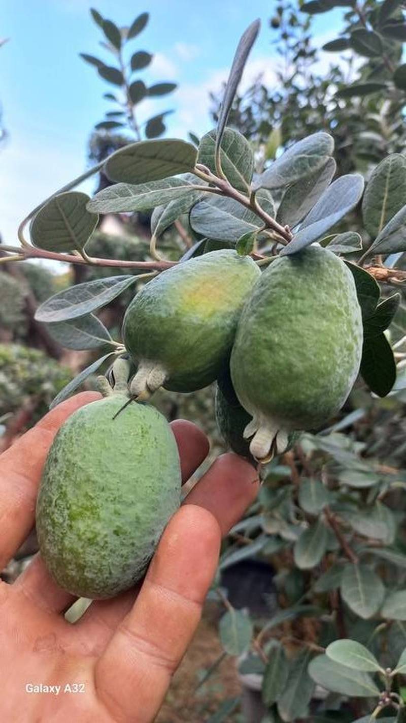 خرید و فروش نهال فوجیا