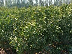 خرید نهال درخت گردو در تبریز