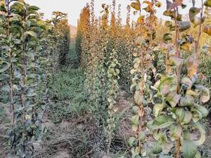 خرید نهال درخت گردو در تبریز