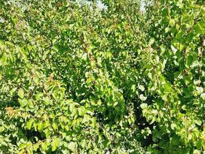 خرید نهال درخت گردو در تبریز