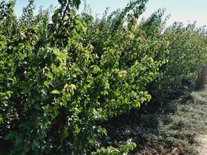 خرید نهال درخت گردو در تبریز