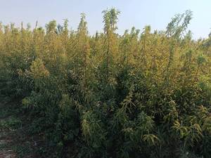 قیمت نهال زردآلو در میاندوآب
