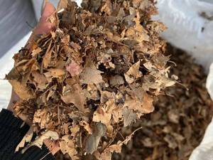 کود برگ بلوط در ساری