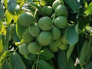 نحوه کاشت نهال گردو  به چه شکلی است