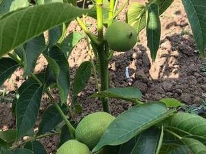 نحوه کاشت نهال گردو  به چه شکلی است