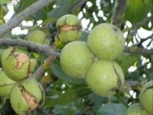 نحوه کاشت نهال گردو  به چه شکلی است