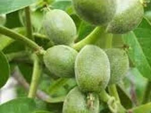 نحوه کاشت نهال گردو  به چه شکلی است