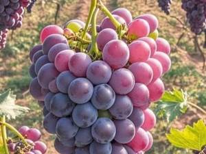 خرید و قیمت نهال انگور در سردشت