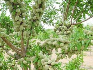 قیمت نهال بادام در سردشت