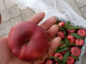 خرید نهال شلیل در اذربایجان غربی