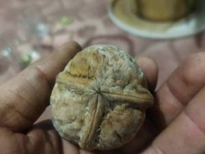 خرید و قیمت نهال در سردشت