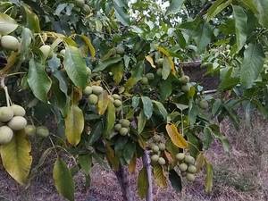 خرید آنلاین نهال در سردشت