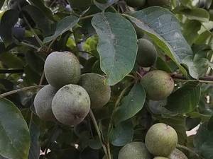 خرید و قیمت نهال گردو در سردشت نهال