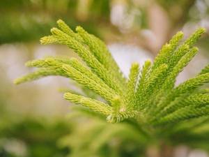 کاج مطبق Norfolk island pine