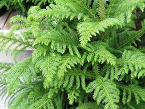 کاج مطبق Norfolk island pine