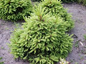 کاج نوئل Spruce