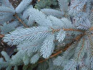 کاج نوئل Spruce