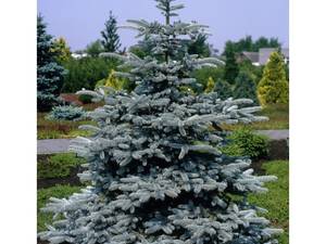 کاج نوئل Spruce