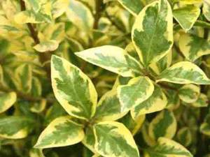 درخت لگستروم با نام علمی Ligustrum ovalifolium Aureomarginatum