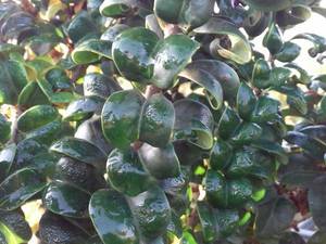 درخت لگستروم با نام علمی Ligustrum ovalifolium Aureomarginatum