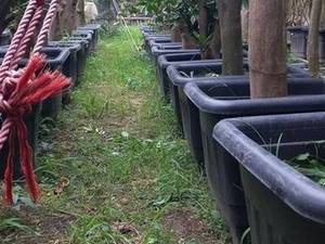 فروش نهال نارنج در اصفهان