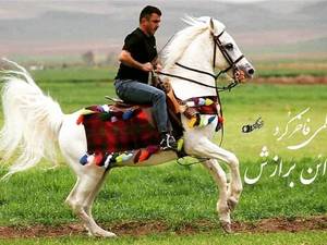 مرکز پرورش اسب سلیمی کرد مدائن