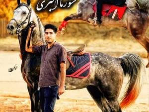 مرکز پرورش اسب سلیمی کرد مدائن در کرمانشاه