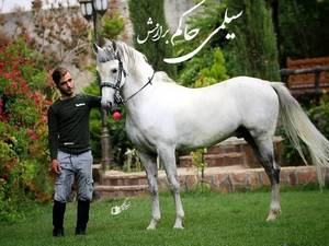 مرکز پرورش اسب سلیمی کرد مدائن در کرمانشاه