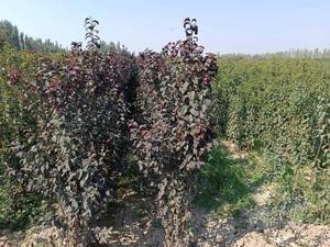 فروش انواع نهال الو و گوجه سبز درمیاندواب 