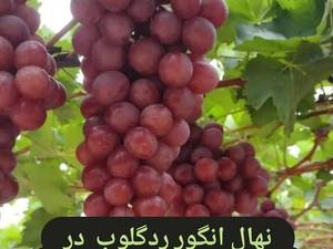 نهالستان بزرگ انگور سردشت