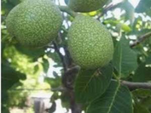 نهال گردو چندلر