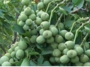 نهال گردو چندلر