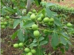 نهال گردو چندلر