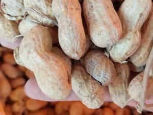  فروش انواع بادام زمینی در اردبیل
