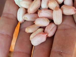 تولید و فروش انواع بادام در لشت نشا