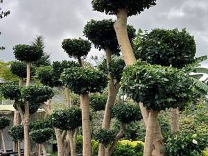 خرید درختچه زینتی یاس هلندی