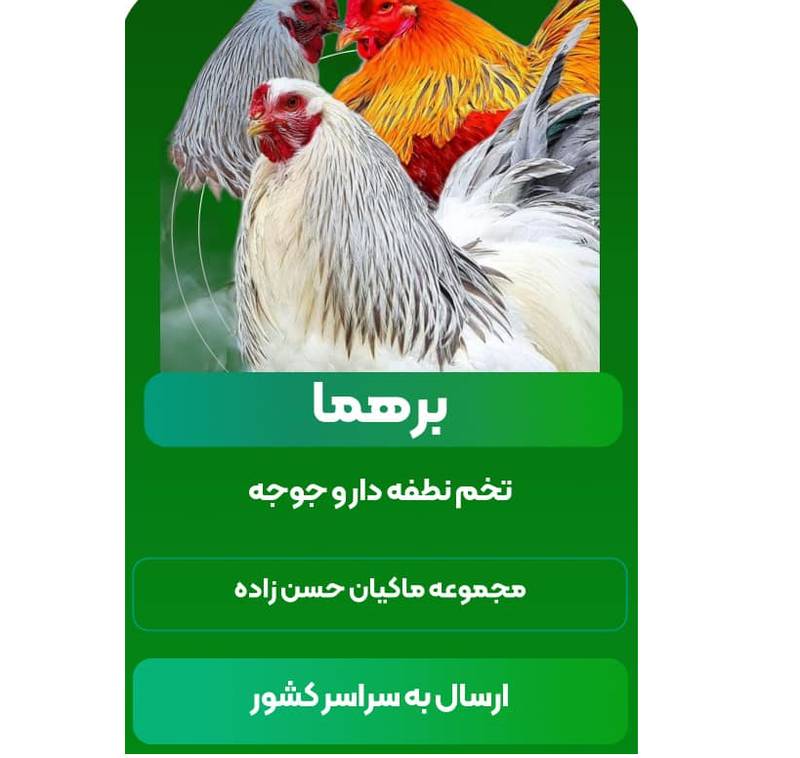 پرورش مرغ برهما در تهران