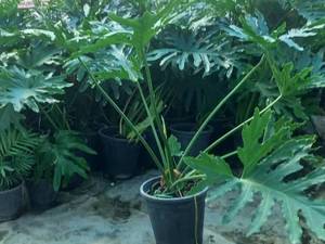 قیمت خرید برگ انجیری بزرگ و کوچک