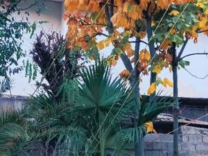خرید نهال سید الاشجار در مازندران