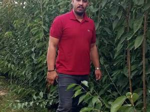 قیمت نهال پیوندی در میاندوآب