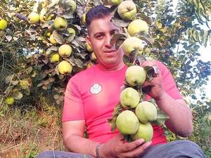 خرید نهال صنوبر تبریزی میاندوآب