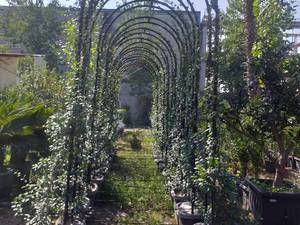 خرید گل یاس رونده در رشت