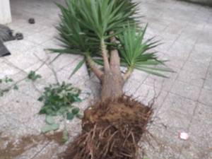 قیمت و سفارش درخت یوکا در رشت