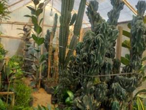 خرید گیاه کاکتوس در رشت