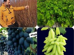 قیمت صنوبرنگرا اصل ترکیه و سبز کبود